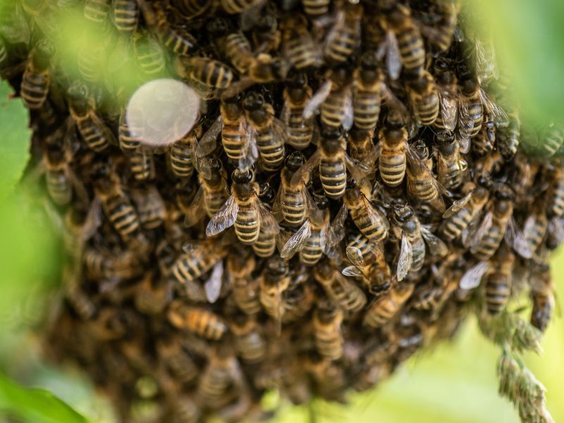 How to Get Rid of Bees in Compost Bin