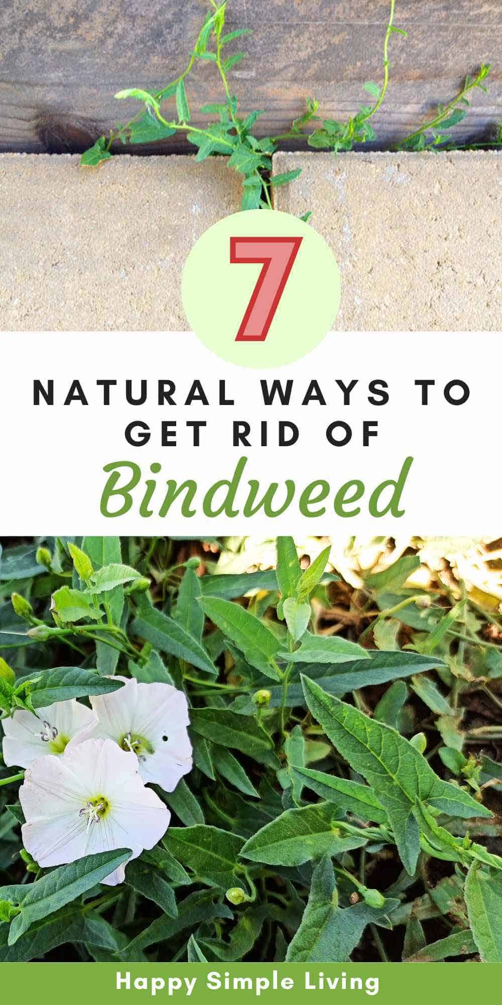 How to Get Rid of Bindweed Organically