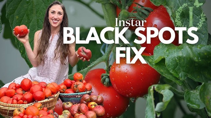 How to Get Rid of Black Spots on Tomatoes