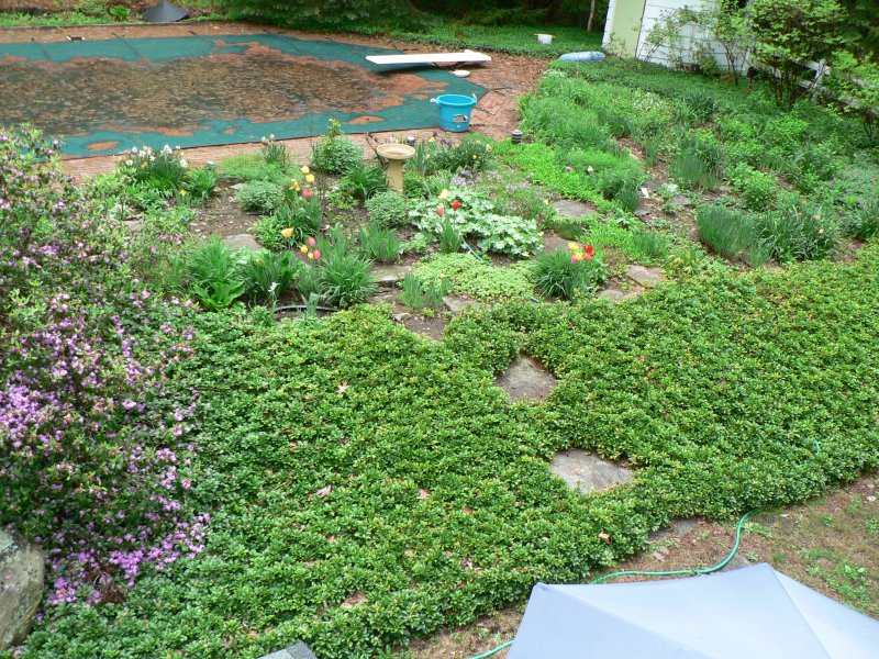 How to Get Rid of Pachysandra