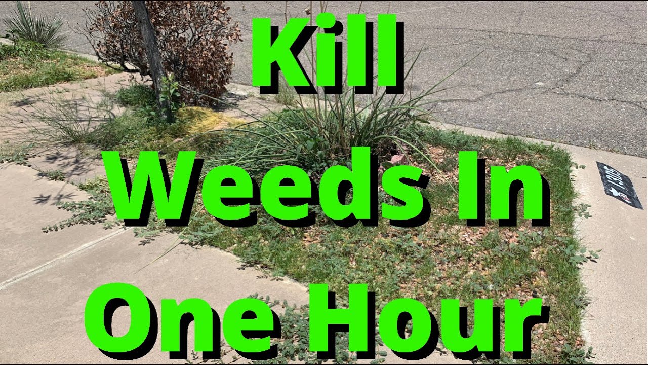 How to Get Rid of Weeds in Desert Landscaping