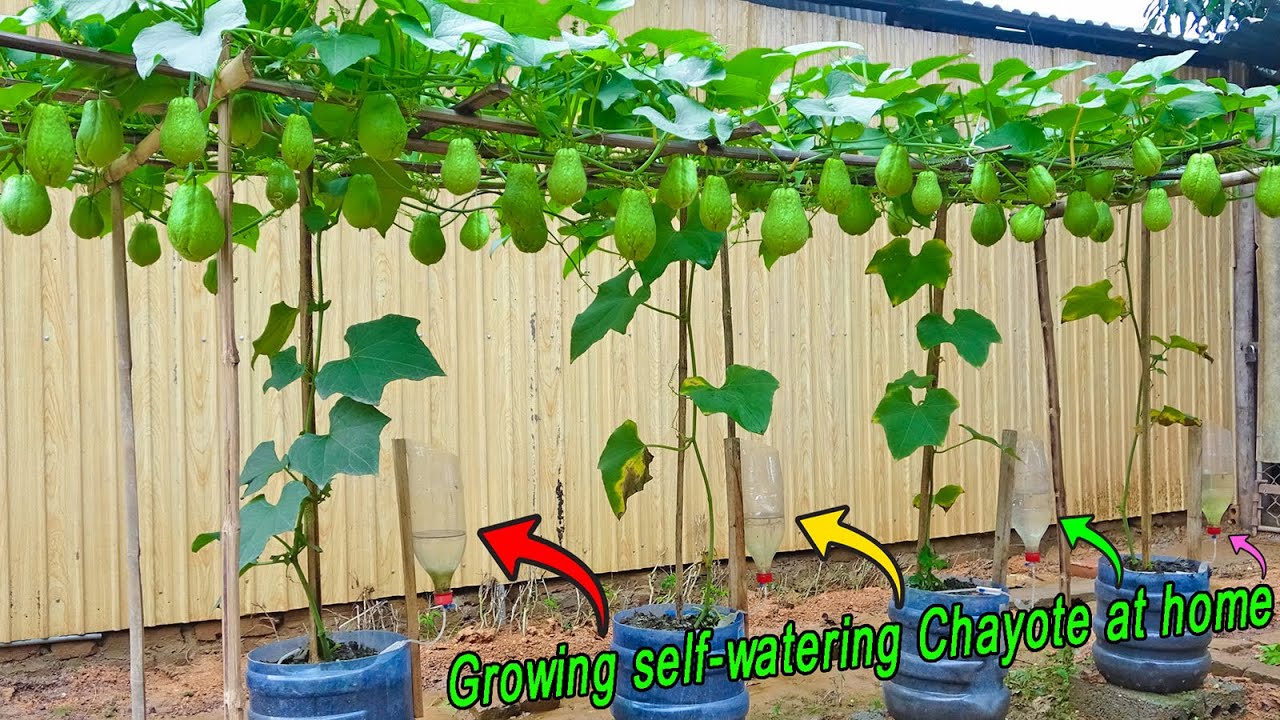 How to Grow Chayote in Container