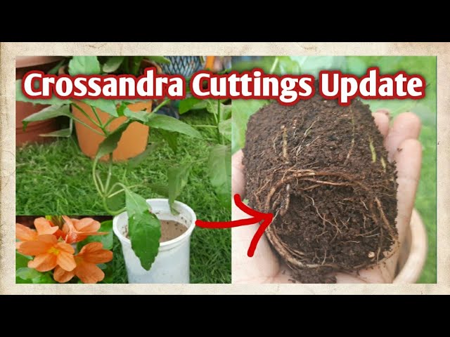 How to Grow Crossandra from Cuttings