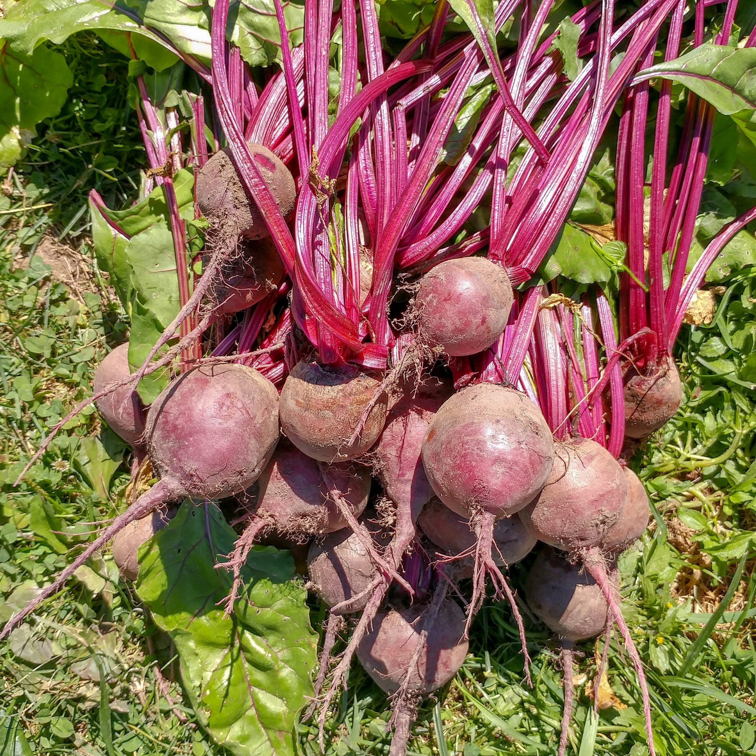 How to Grow Detroit Dark Red Beets