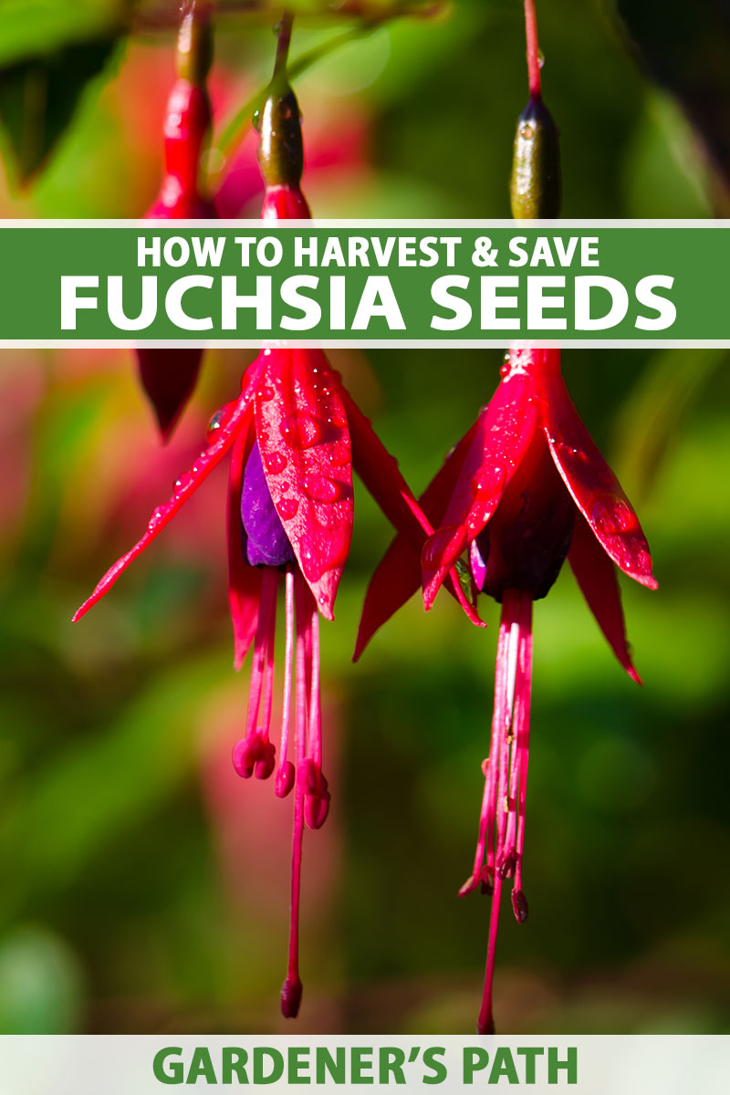 How to Grow Fuchsia from Seeds