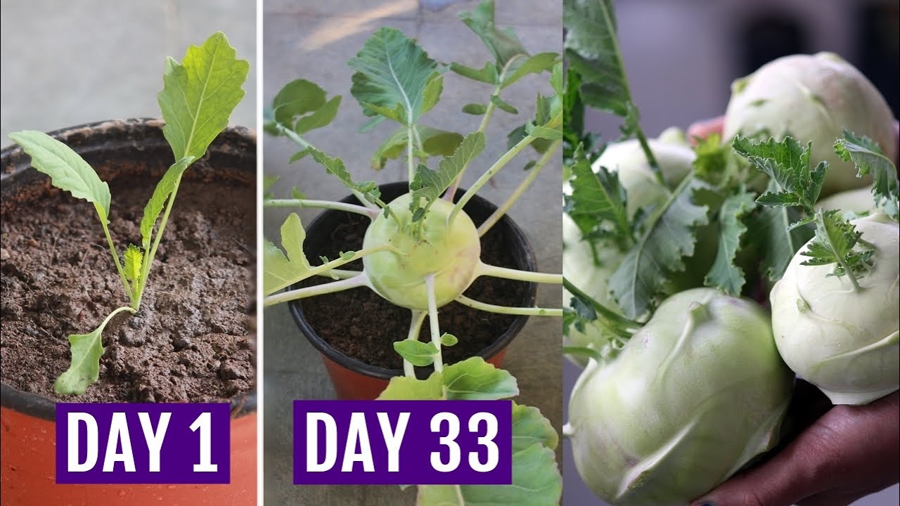 How to Grow Kohlrabi from Seed