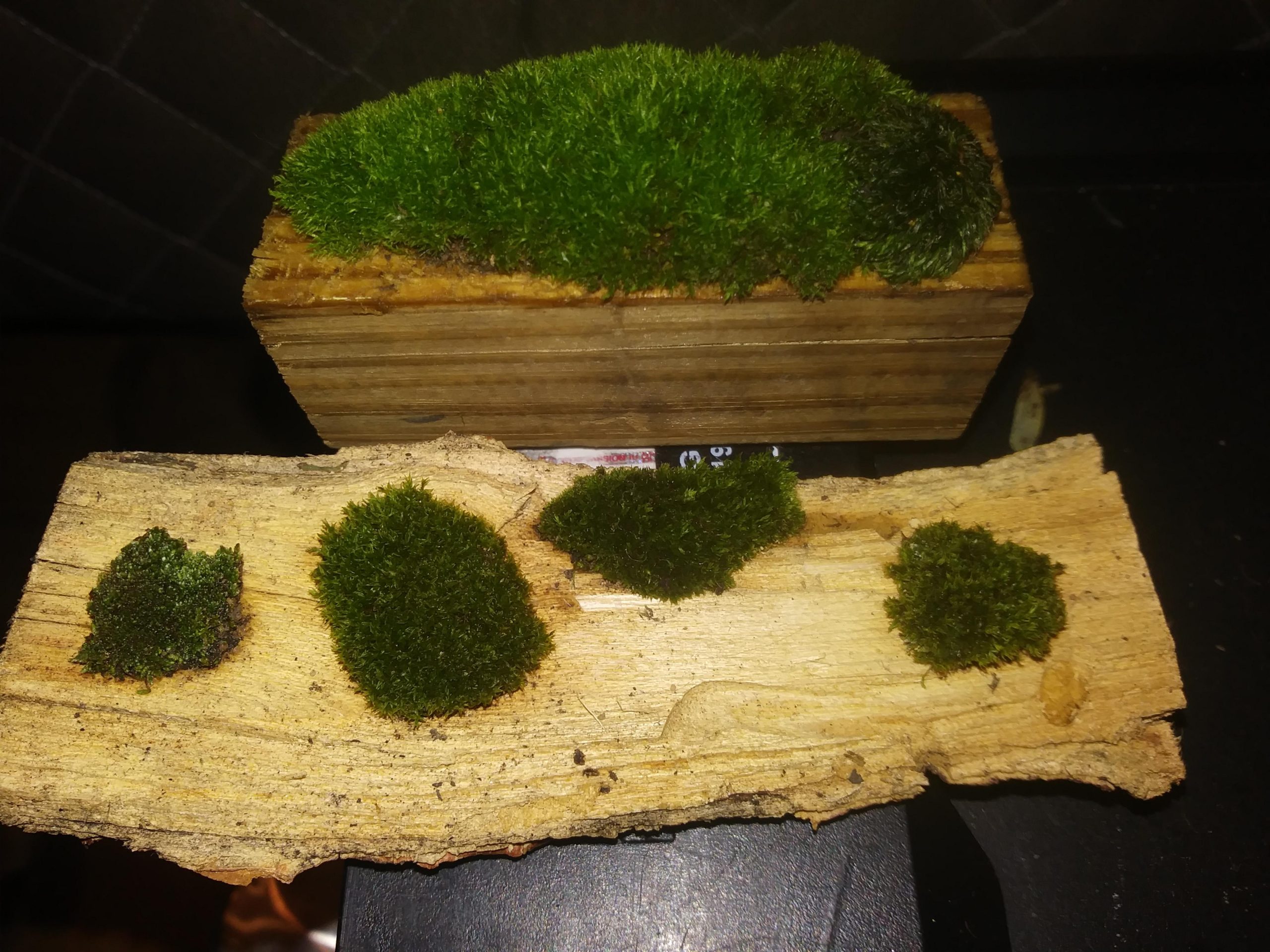 How to Grow Moss on Wood