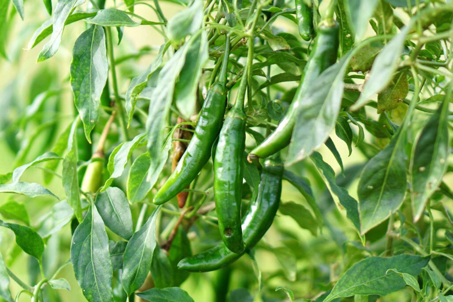 How to Grow Serrano Peppers