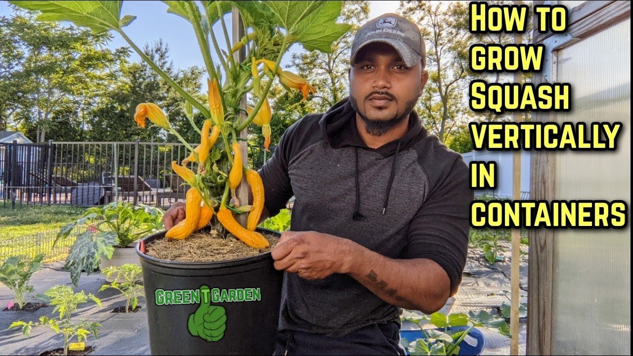 How to Grow Squash in a Pot