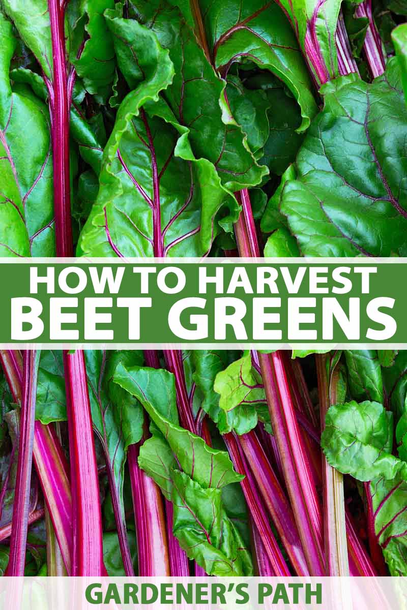 How to Harvest Beet Greens