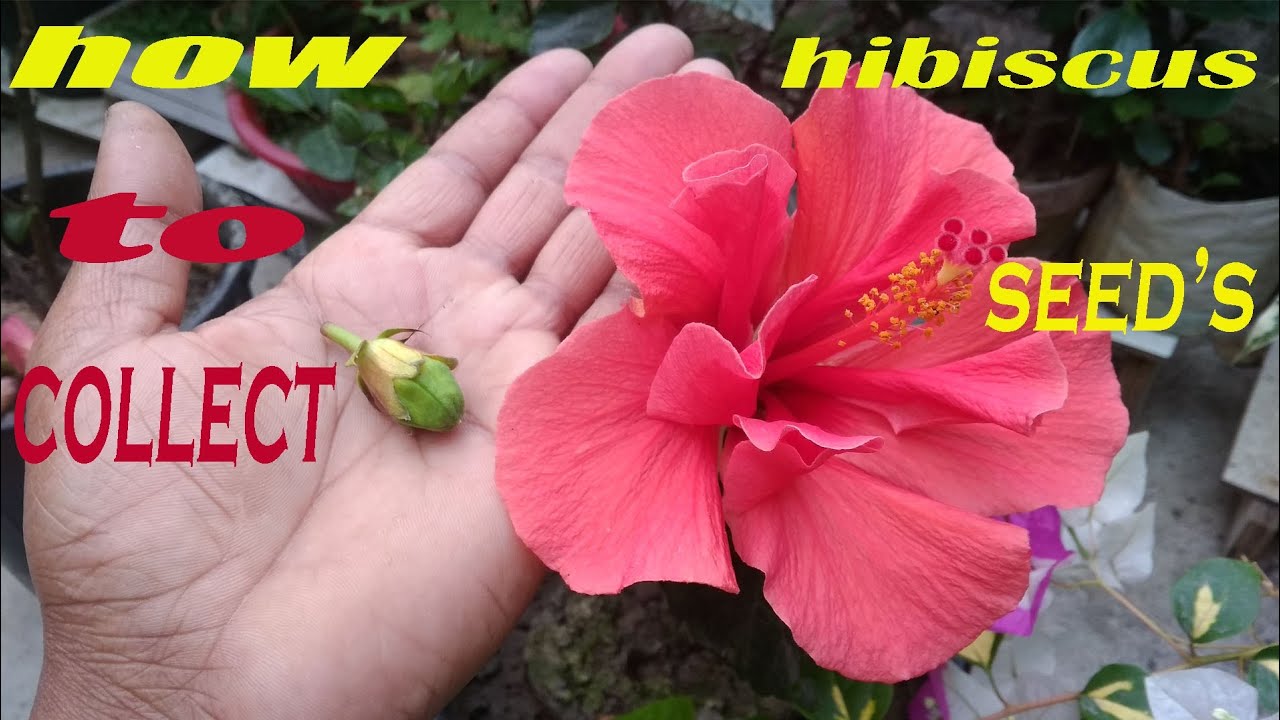 How to Harvest Hibiscus Seeds