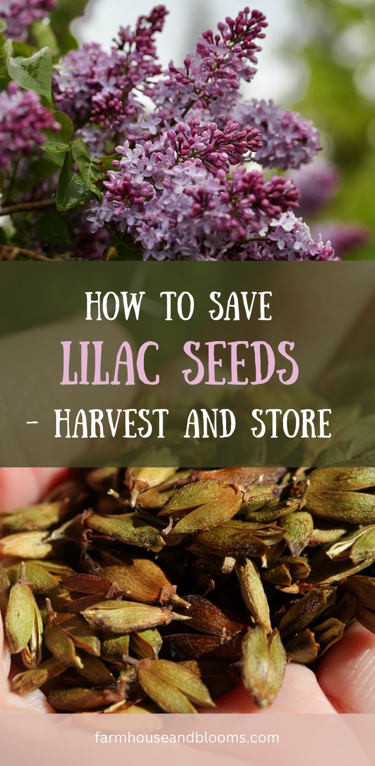 How to Harvest Lilac Seeds