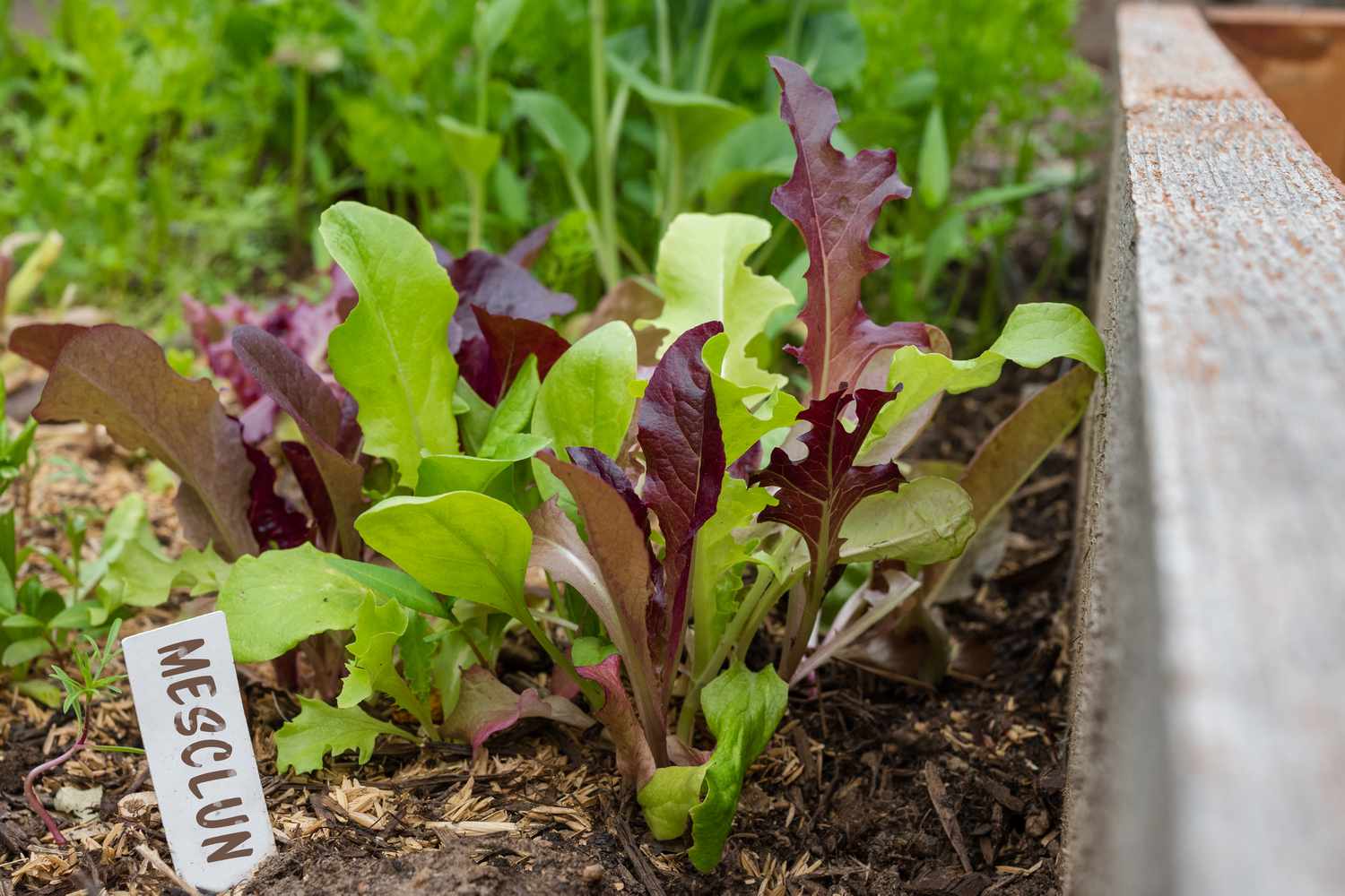 How to Harvest Mesclun