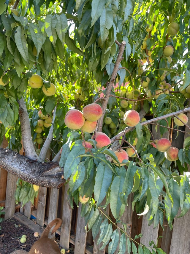 How to Identify a Peach Tree