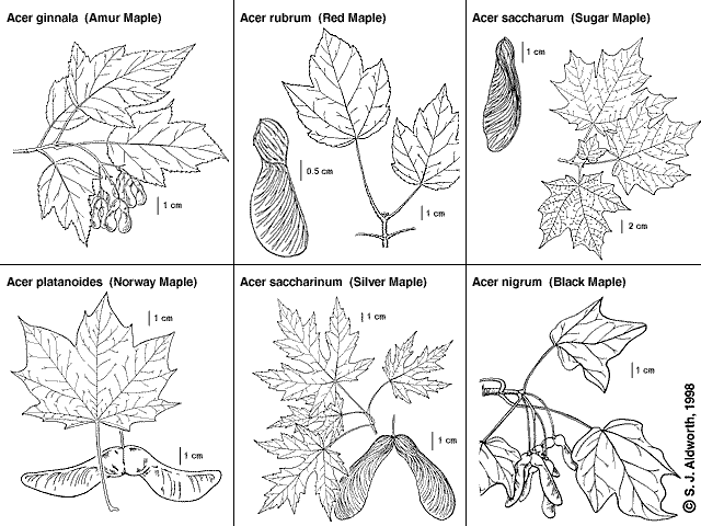 How to Identify Maple Trees