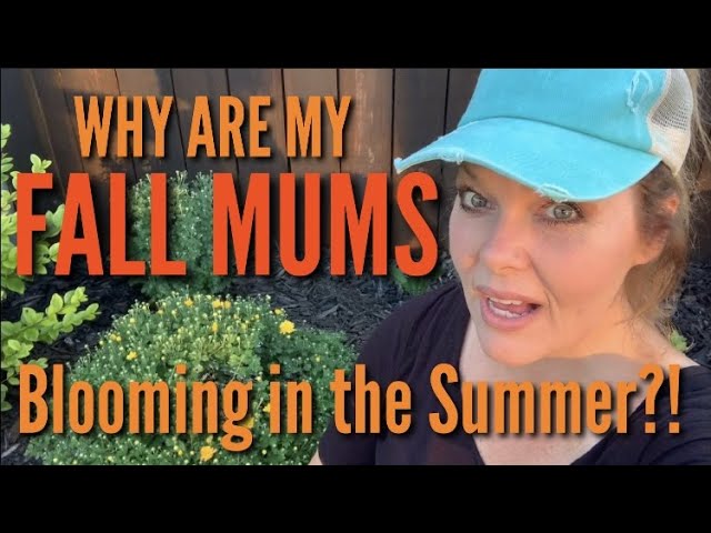 How to Keep Mums from Blooming Too Early