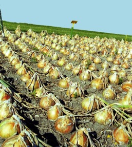 How to Know Onions are Ready to Harvest