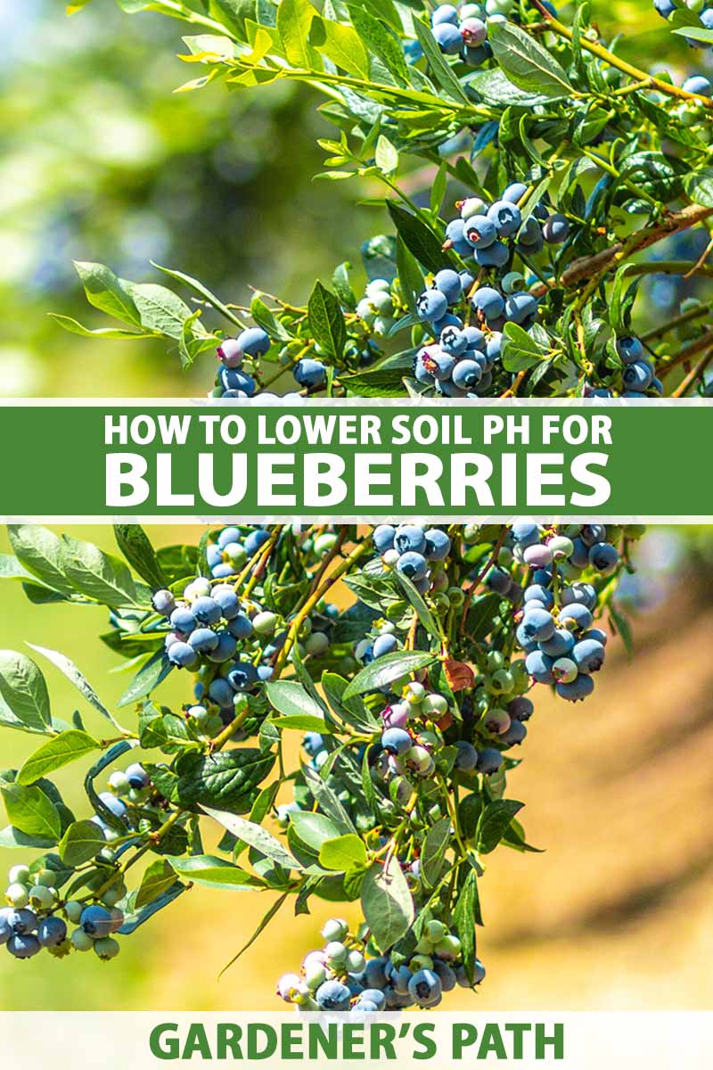 How to Make Soil More Acidic for Blueberries