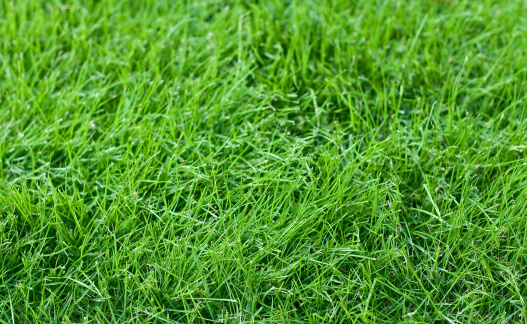 How to Overseed Tall Fescue