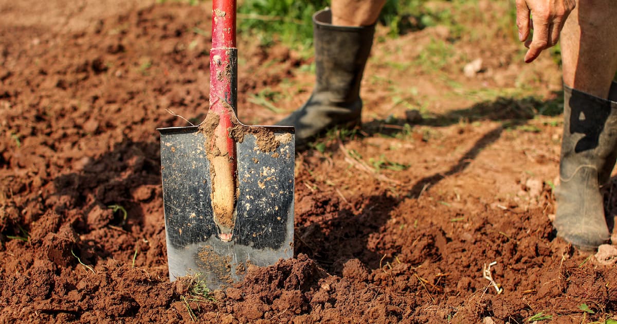 How to Plant Azaleas in Clay Soil