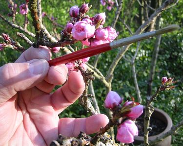 How to Pollinate Peach Trees