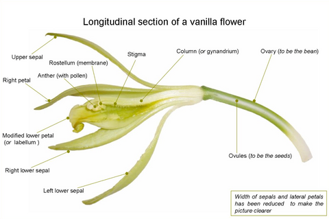 How to Pollinate Vanilla Orchids