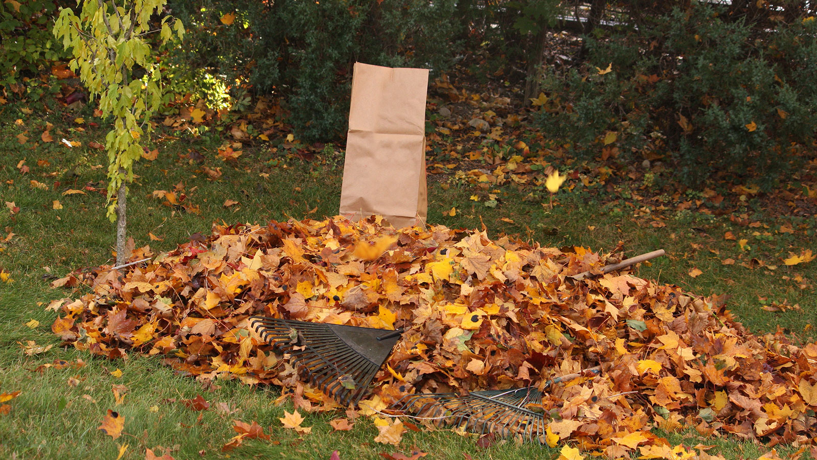 How to Rake Leaves into a Bag