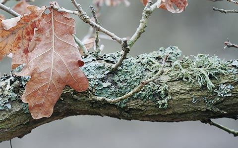 How to Remove Tree Fungus