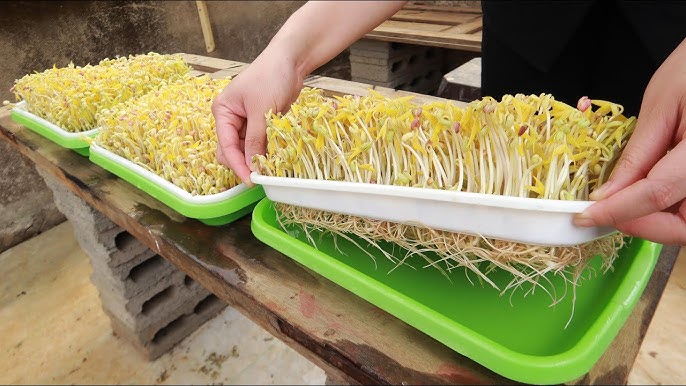 How to Sprout Mung Beans in a Tray