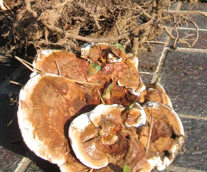 How to Treat Ganoderma Root Rot