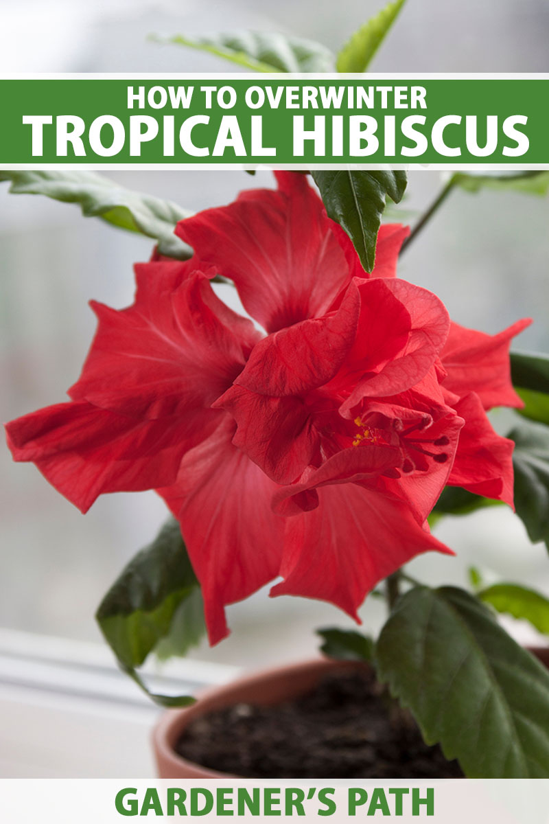 How to Overwinter Tropical Hibiscus