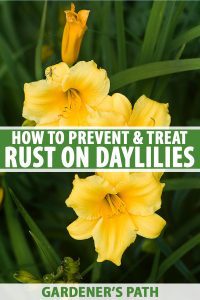 How To Get Rid Of Fungus On Daylilies 