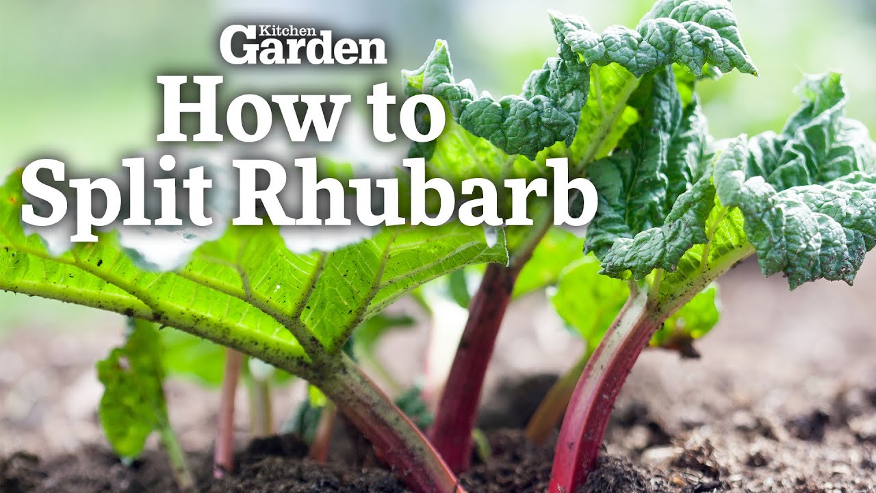 How to Transplant Rhubarb in the Fall