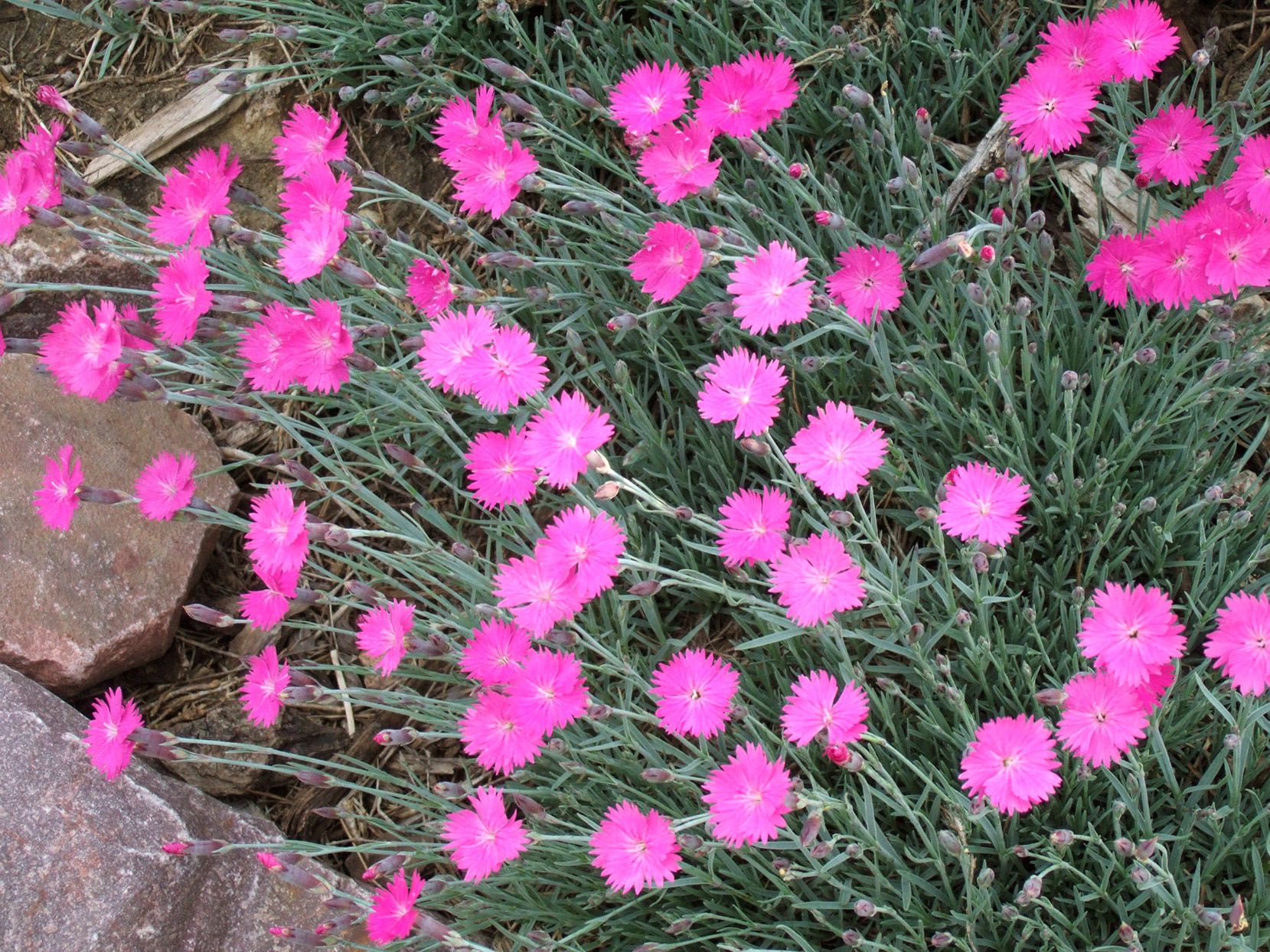 How to Keep Dianthus Blooming