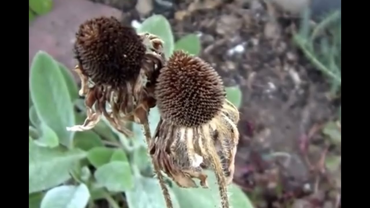 How to Save Black Eyed Susan Seeds