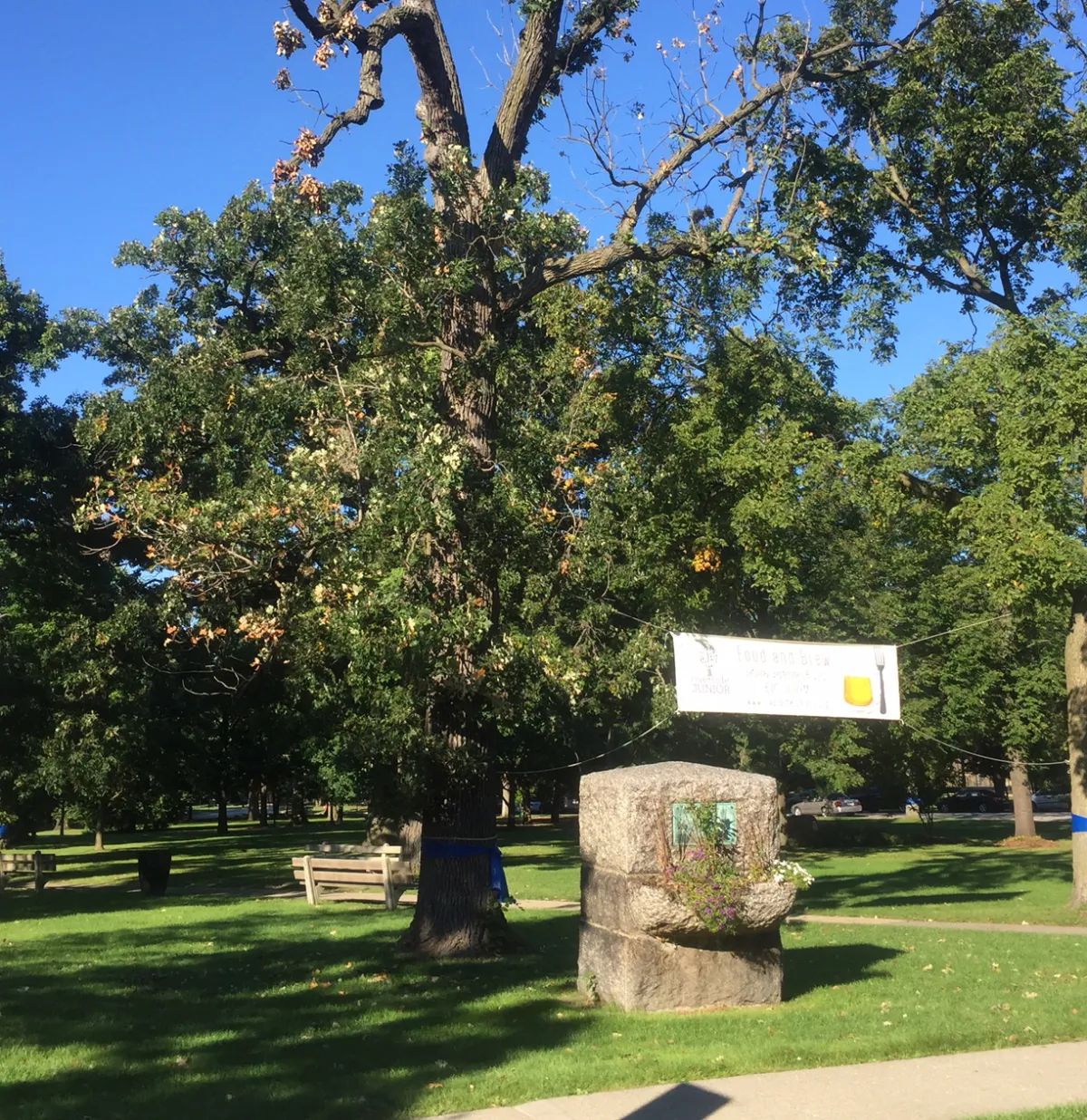 How to Save a Dying Oak Tree