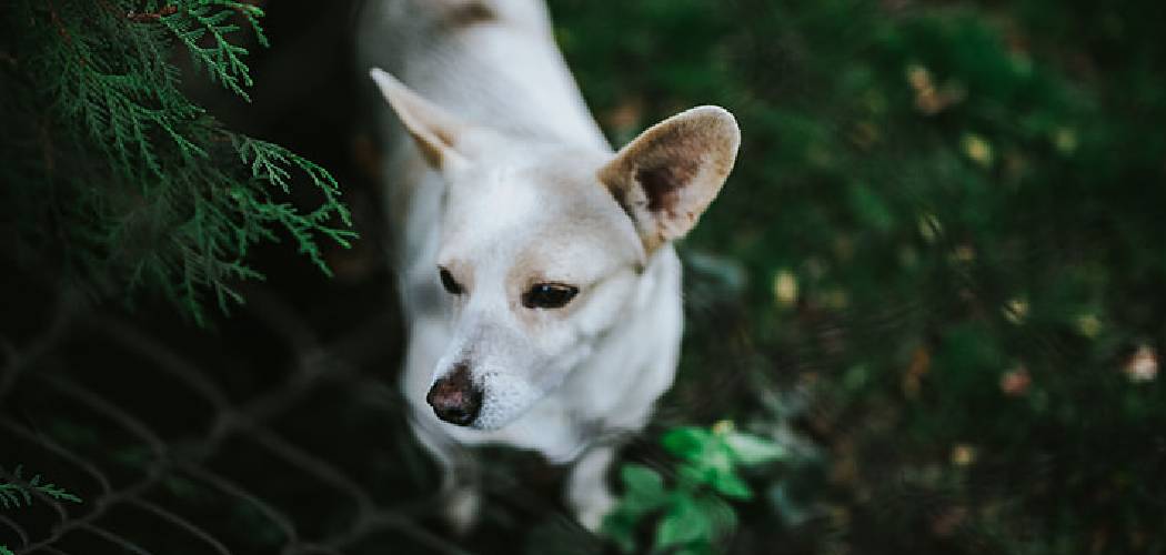 How to Stop Dogs from Peeing on My Fence