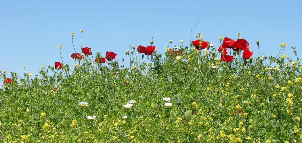 How to Turn a Lawn into a Wildflower Meadow