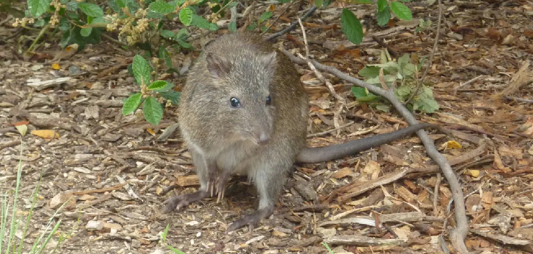 How to Get Rid of Possums in The Garden