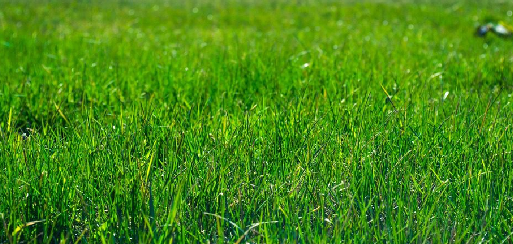 How to Control Weeds in Lawn