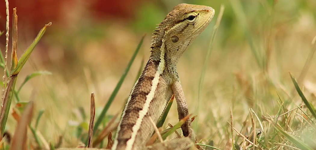 How to Get Rid of Garden Lizards