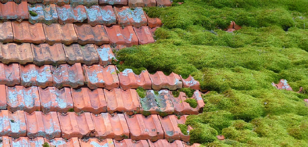 How to Get Rid of Moss in Your Lawn