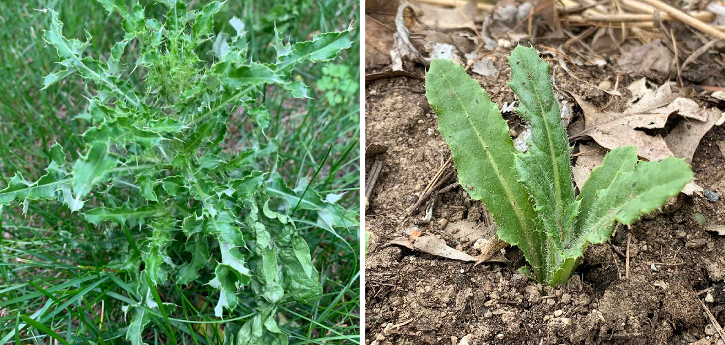 How to Get Rid of Thistles in Lawn