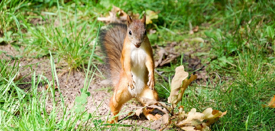 How to Keep Chipmunks Out of Garden