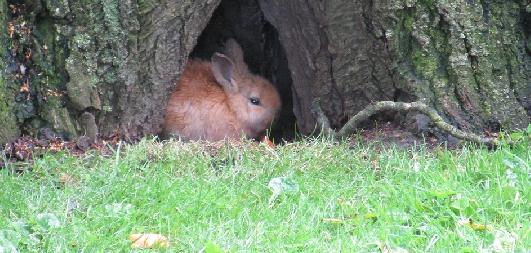How to Keep Rabbits Away From Your Garden