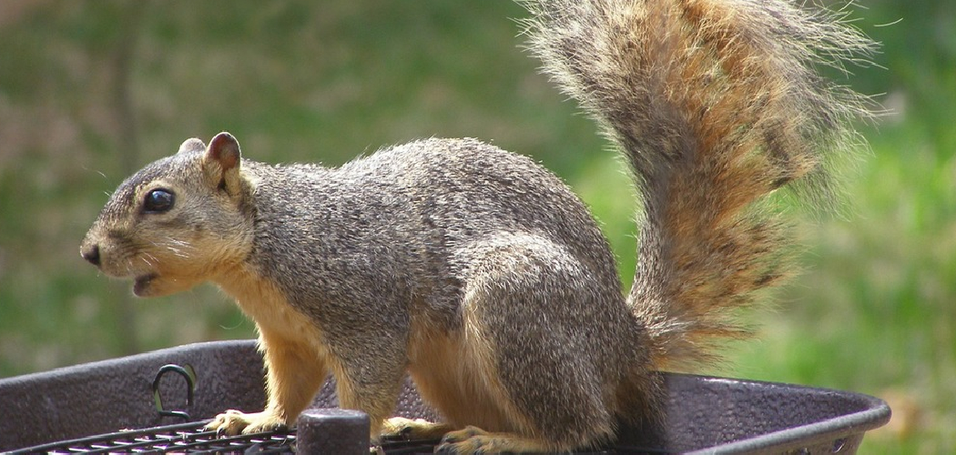 How to Keep Squirrels Out of Garden