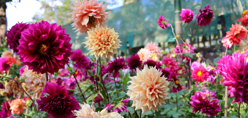 How to Plant Dahlias