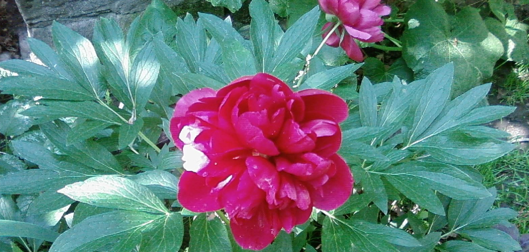 How to Plant Peonies