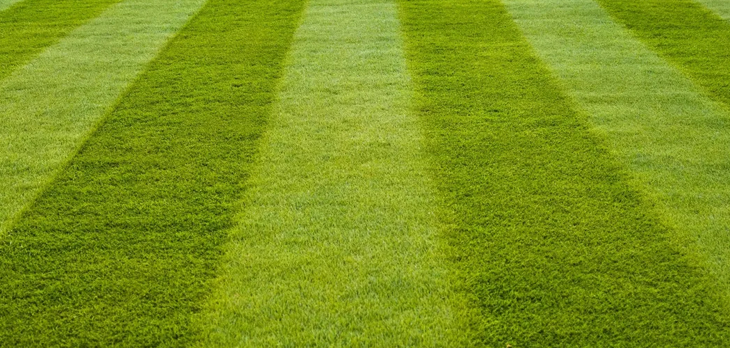 How to Prepare Ground for Lawn Seed