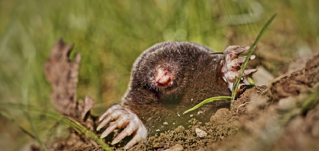 How to Rid Moles in Garden